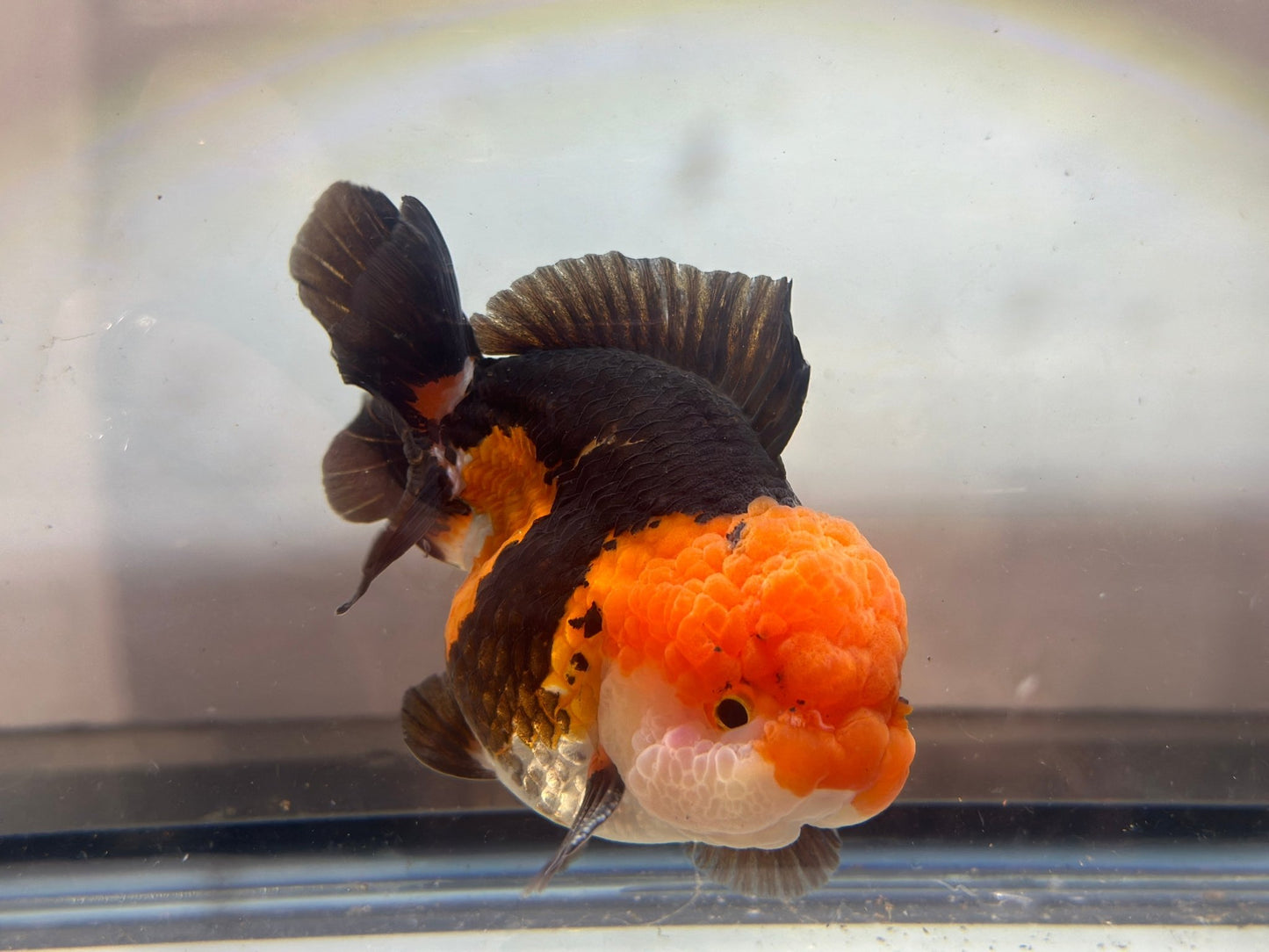Panda Oranda (M, 4.5'') - Lunar Fancies