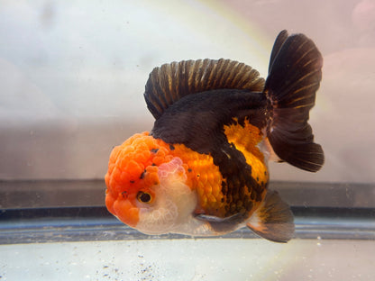 Panda Oranda (M, 4.5'') - Lunar Fancies