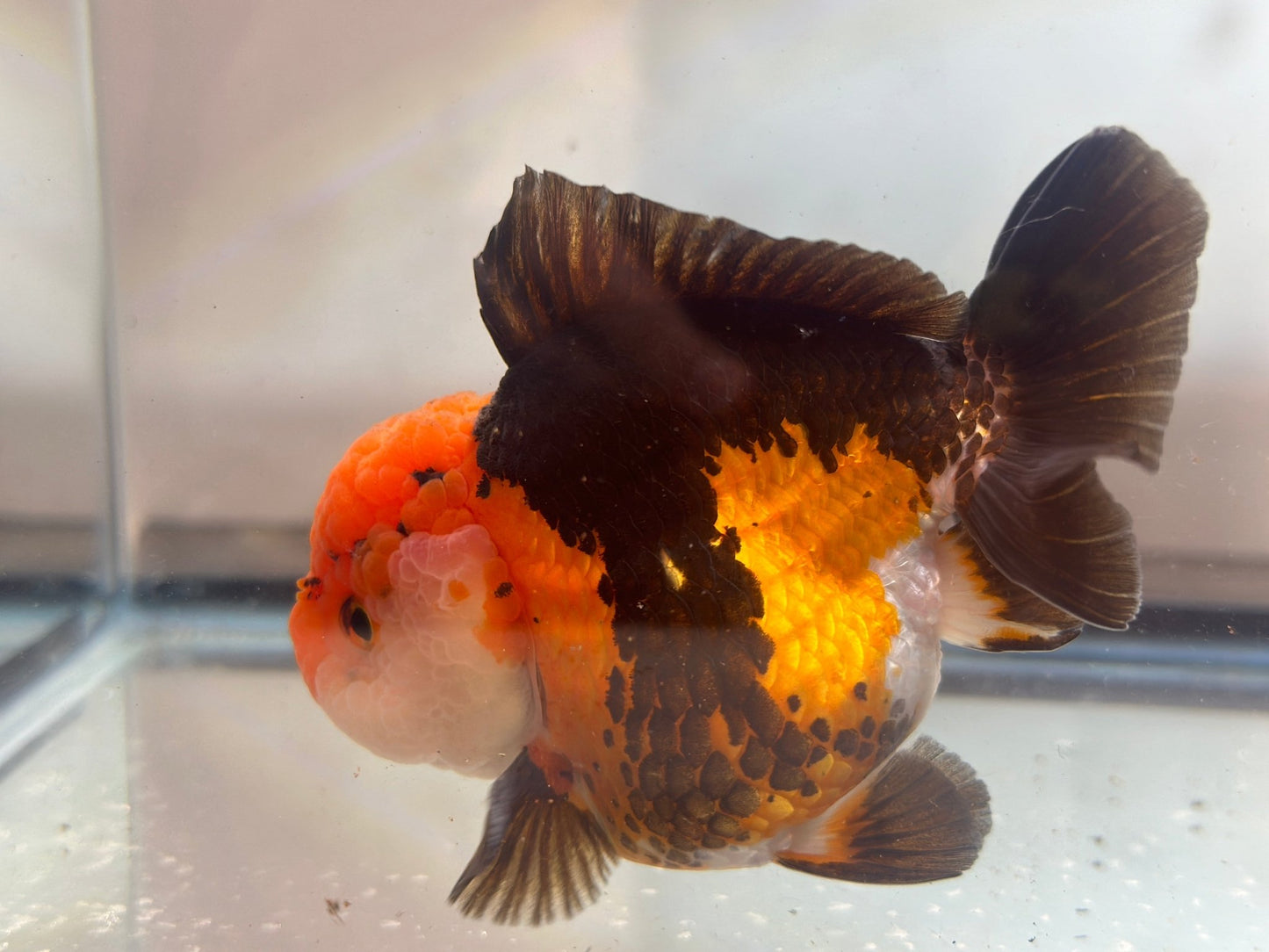 Panda Oranda (M, 4.5'') - Lunar Fancies