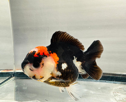 Panda Oranda (M, 4.5'') - Lunar Fancies