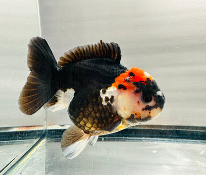 Panda Oranda (M, 4.5'') - Lunar Fancies