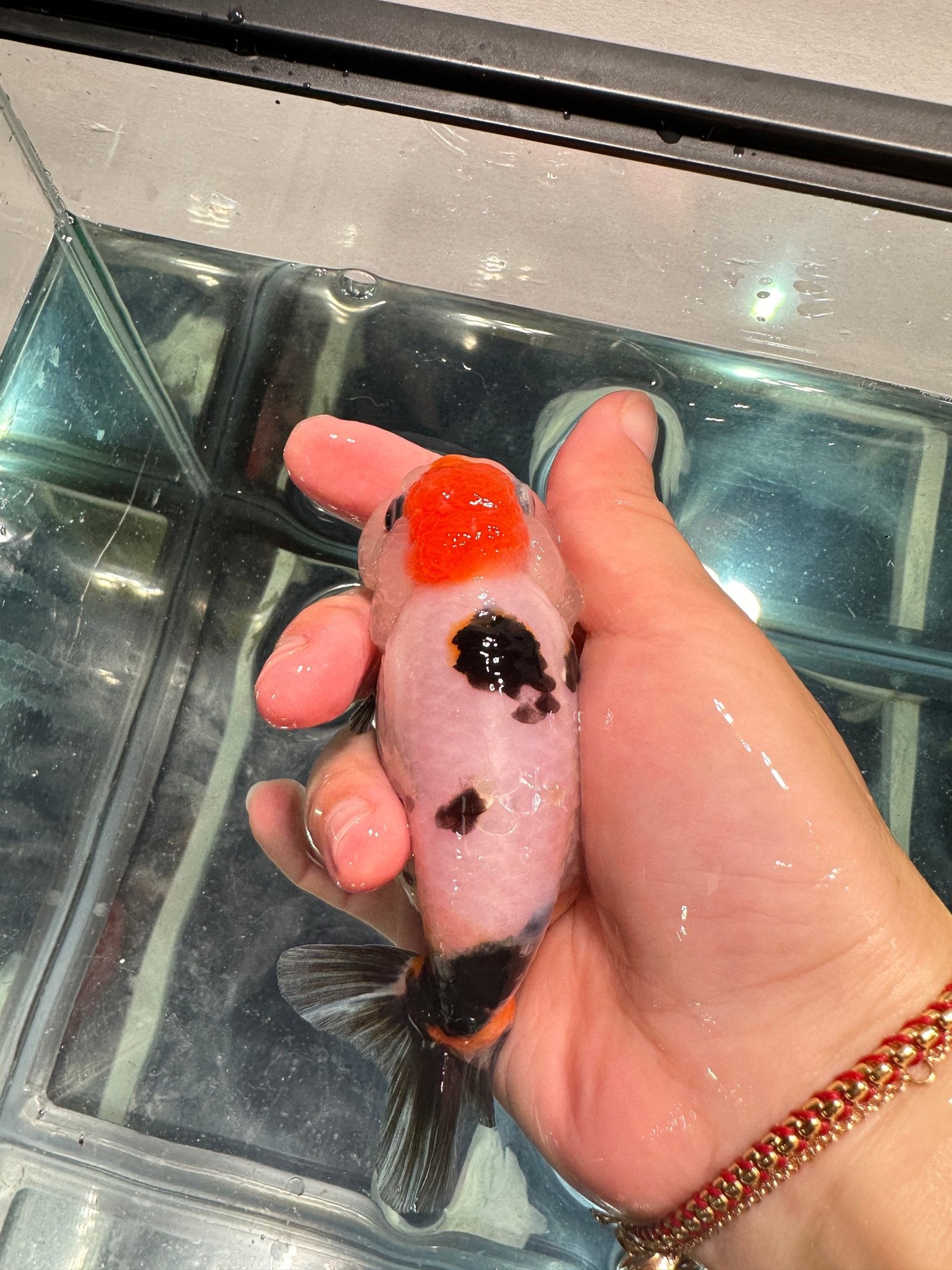 Panda Ranchu (4'') - Lunar Fancies