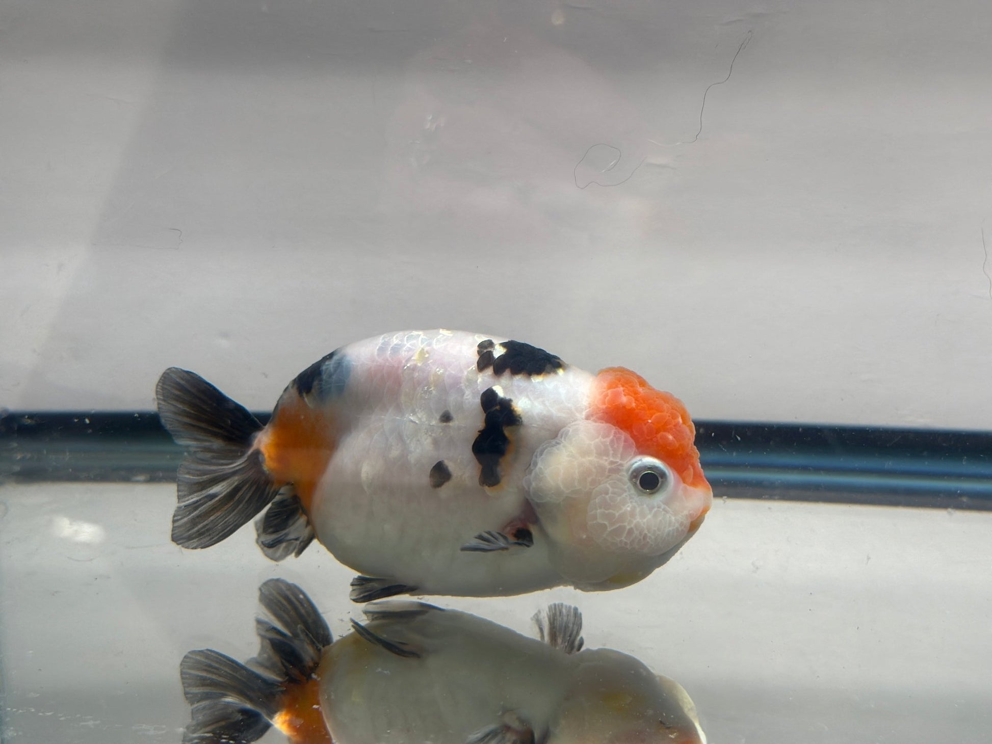 Panda Ranchu (4'') - Lunar Fancies