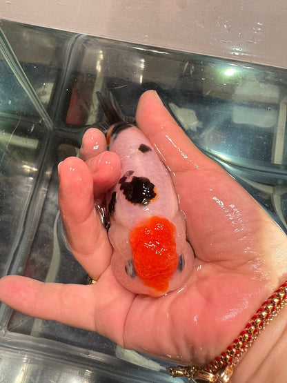Panda Ranchu (4'') - Lunar Fancies