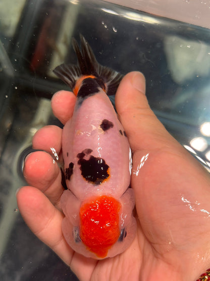 Panda Ranchu (4'') - Lunar Fancies
