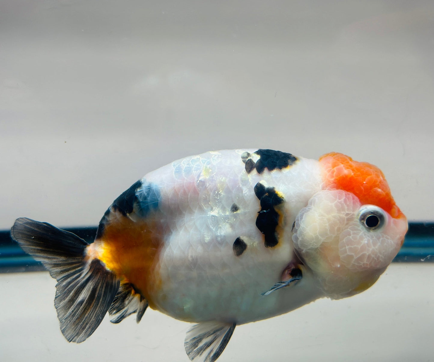 Panda Ranchu (4'') - Lunar Fancies