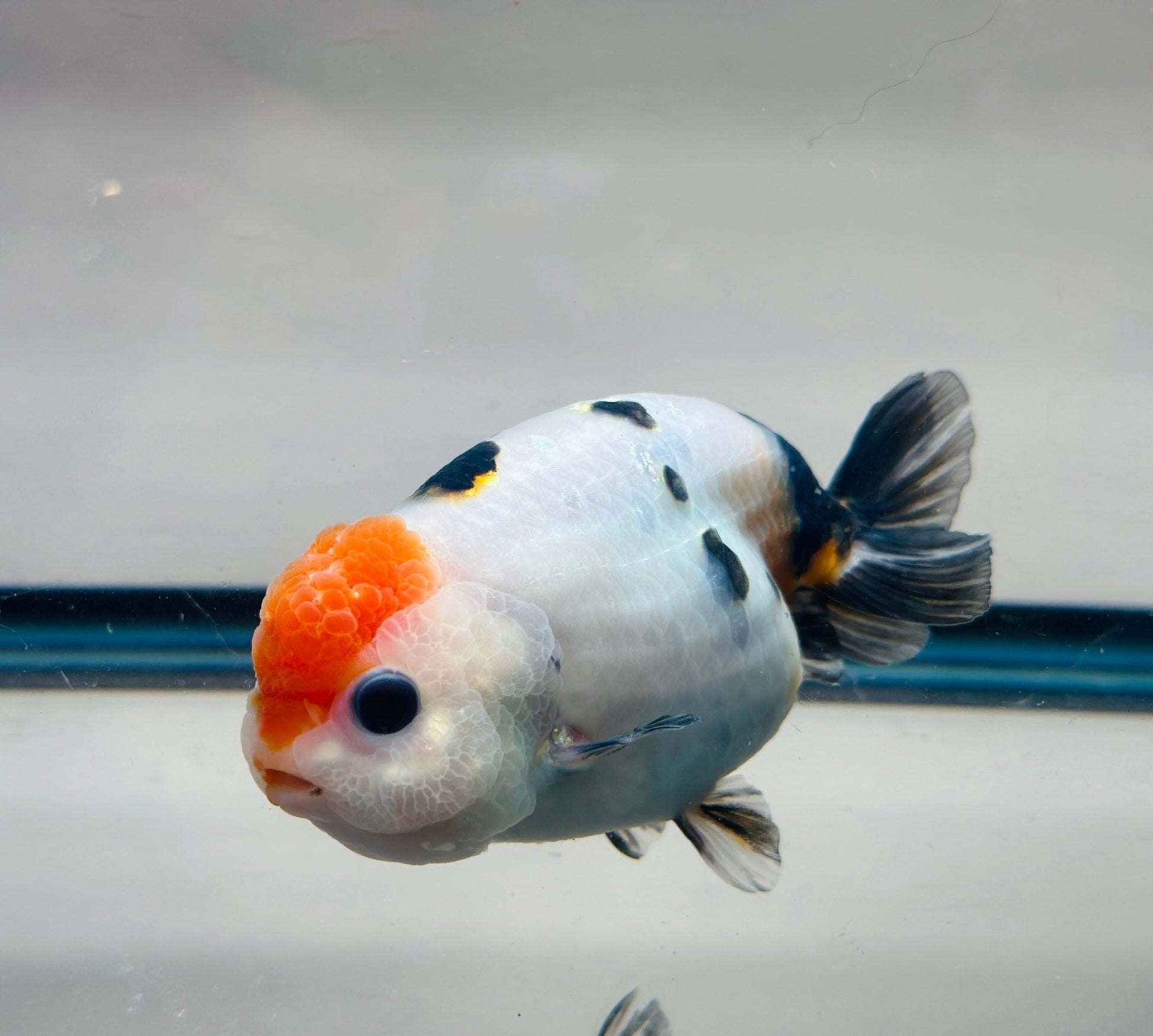Panda Ranchu (4'') - Lunar Fancies