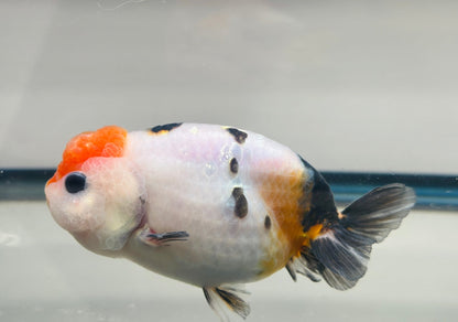 Panda Ranchu (4'') - Lunar Fancies