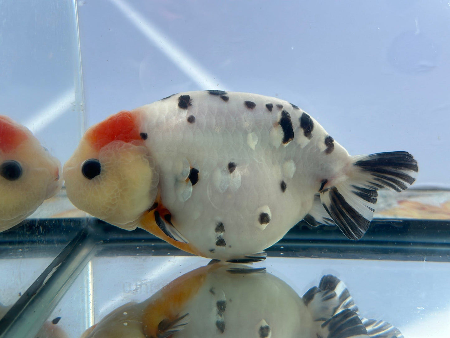 Panda Ranchu (M, 5.5'') - Lunar Fancies