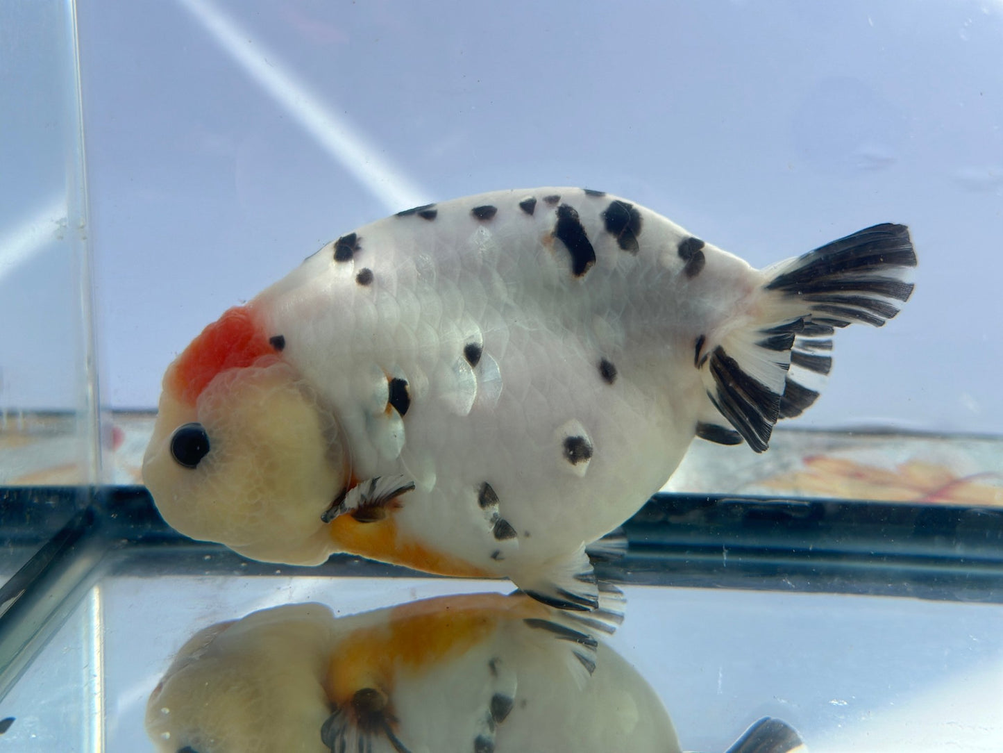 Panda Ranchu (M, 5.5'') - Lunar Fancies