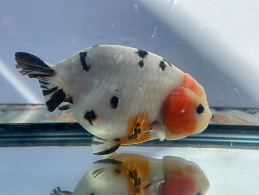 Panda Ranchu (M, 5.5'') - Lunar Fancies