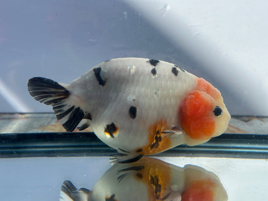 Panda Ranchu (M, 5.5'') - Lunar Fancies