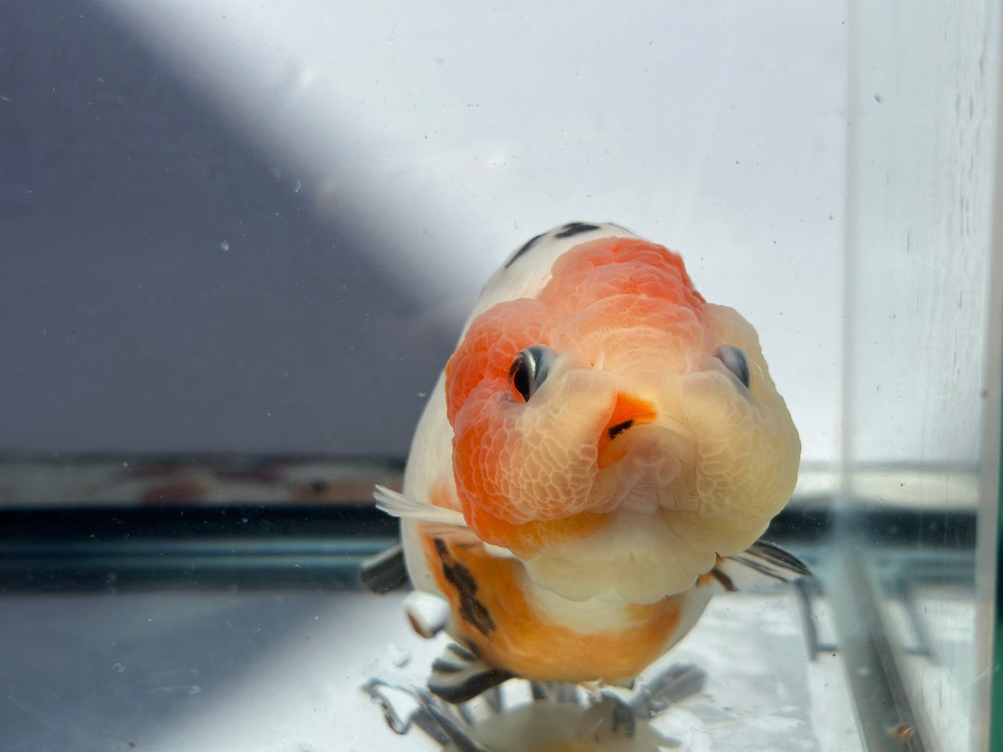 Panda Ranchu (M, 5.5'') - Lunar Fancies