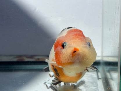 Panda Ranchu (M, 5.5'') - Lunar Fancies