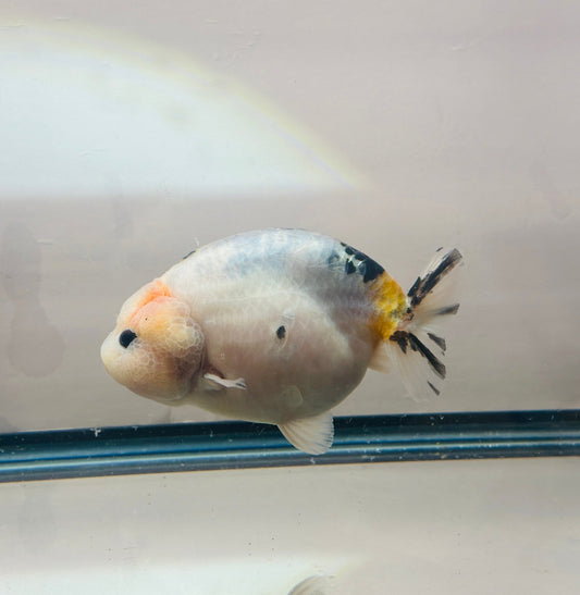 Panda Sakura Ranchu (F, 4.5'') - Lunar Fancies