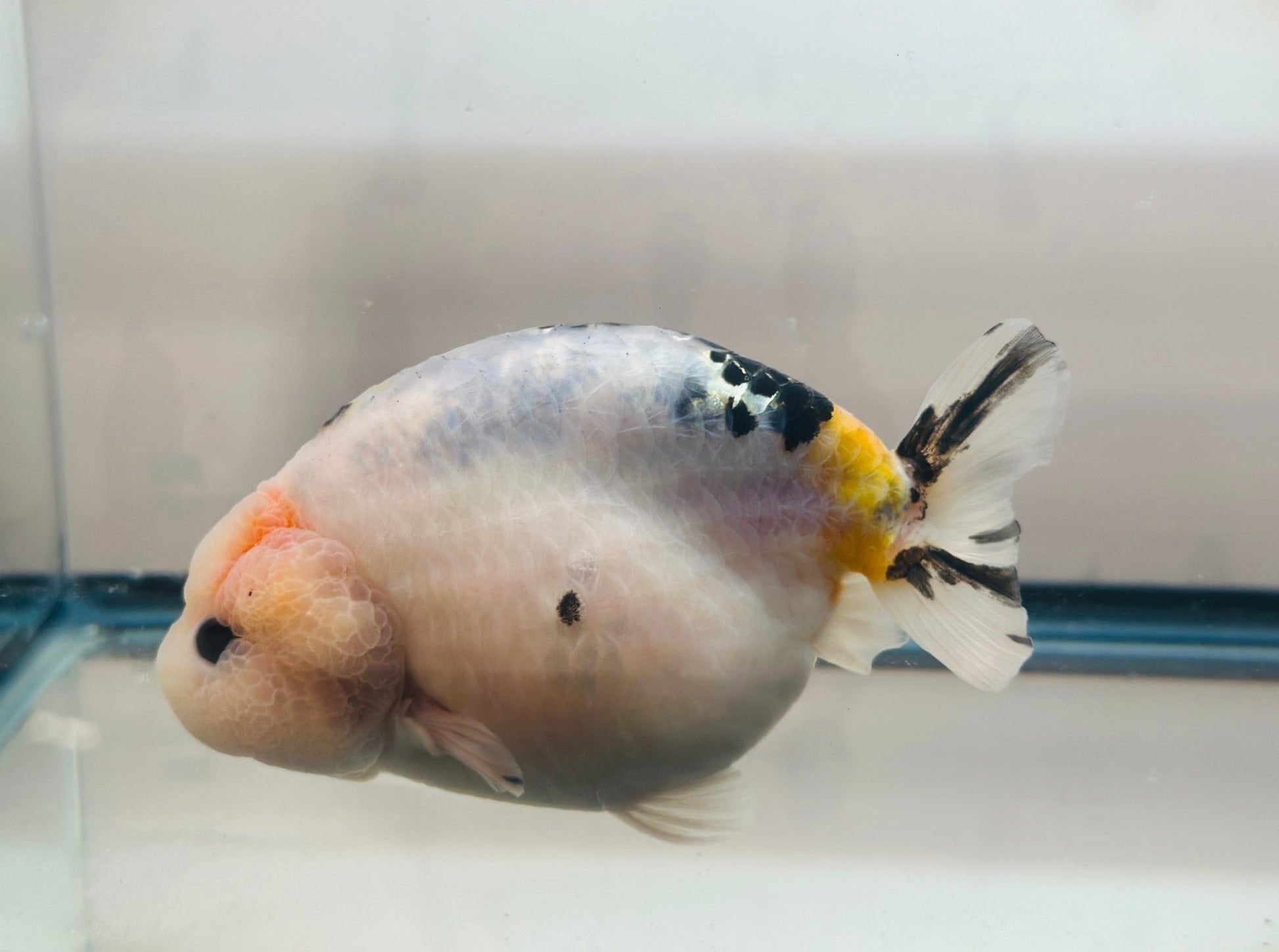 Panda Sakura Ranchu (F, 4.5'') - Lunar Fancies