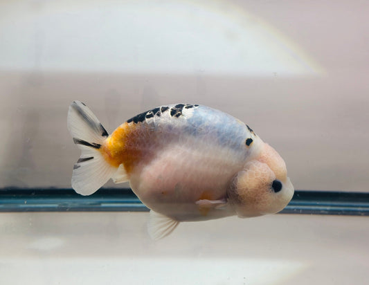 Panda Sakura Ranchu (F, 4.5'') - Lunar Fancies