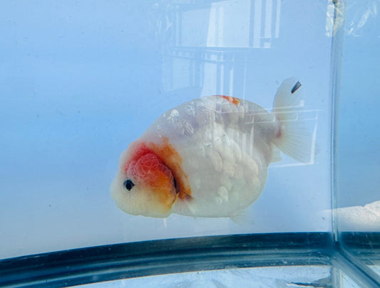 Pink and White Ranchu (F, 4.5'') - Lunar Fancies
