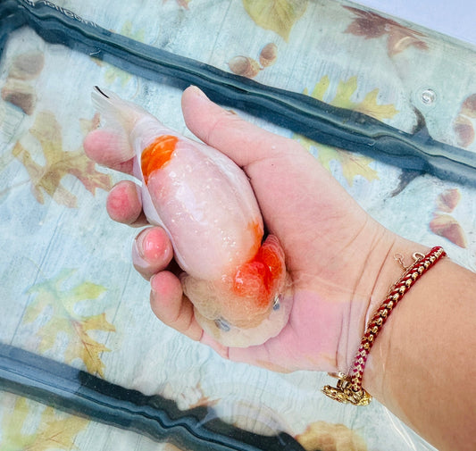 Pink and White Ranchu (F, 4.5'') - Lunar Fancies