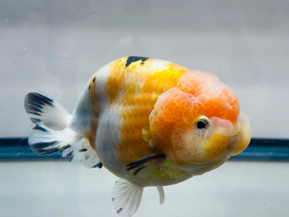 Pink & Gold Ranchu (M, 4.5'') - Lunar Fancies