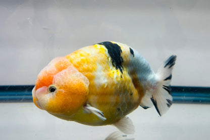 Pink & Gold Ranchu (M, 4.5'') - Lunar Fancies