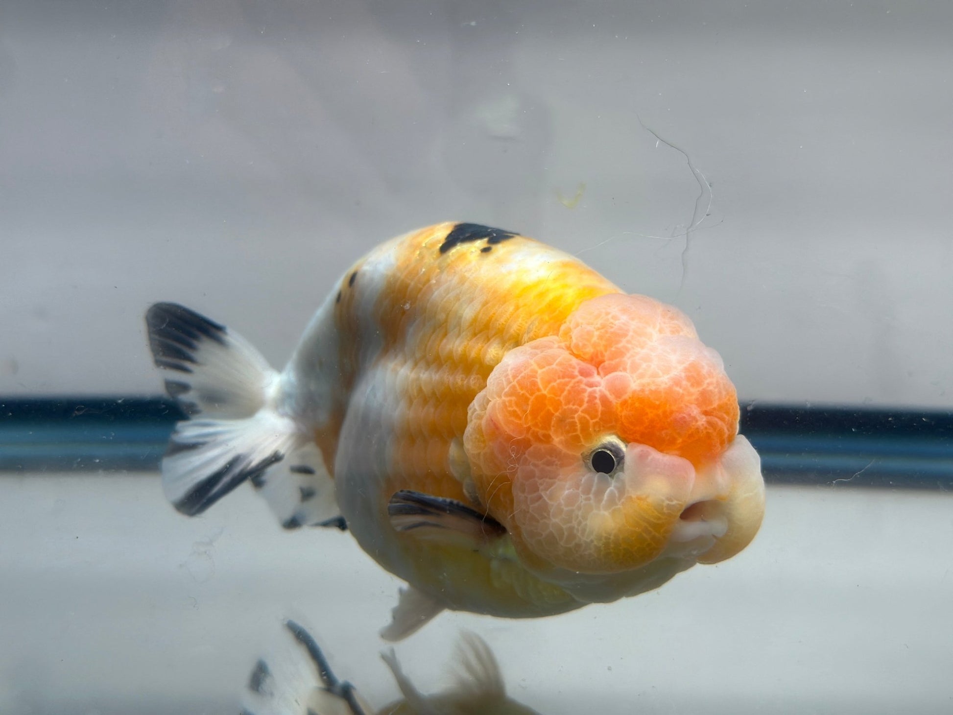 Pink & Gold Ranchu (M, 4.5'') - Lunar Fancies