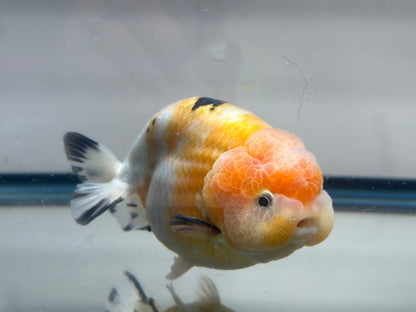Pink & Gold Ranchu (M, 4.5'') - Lunar Fancies