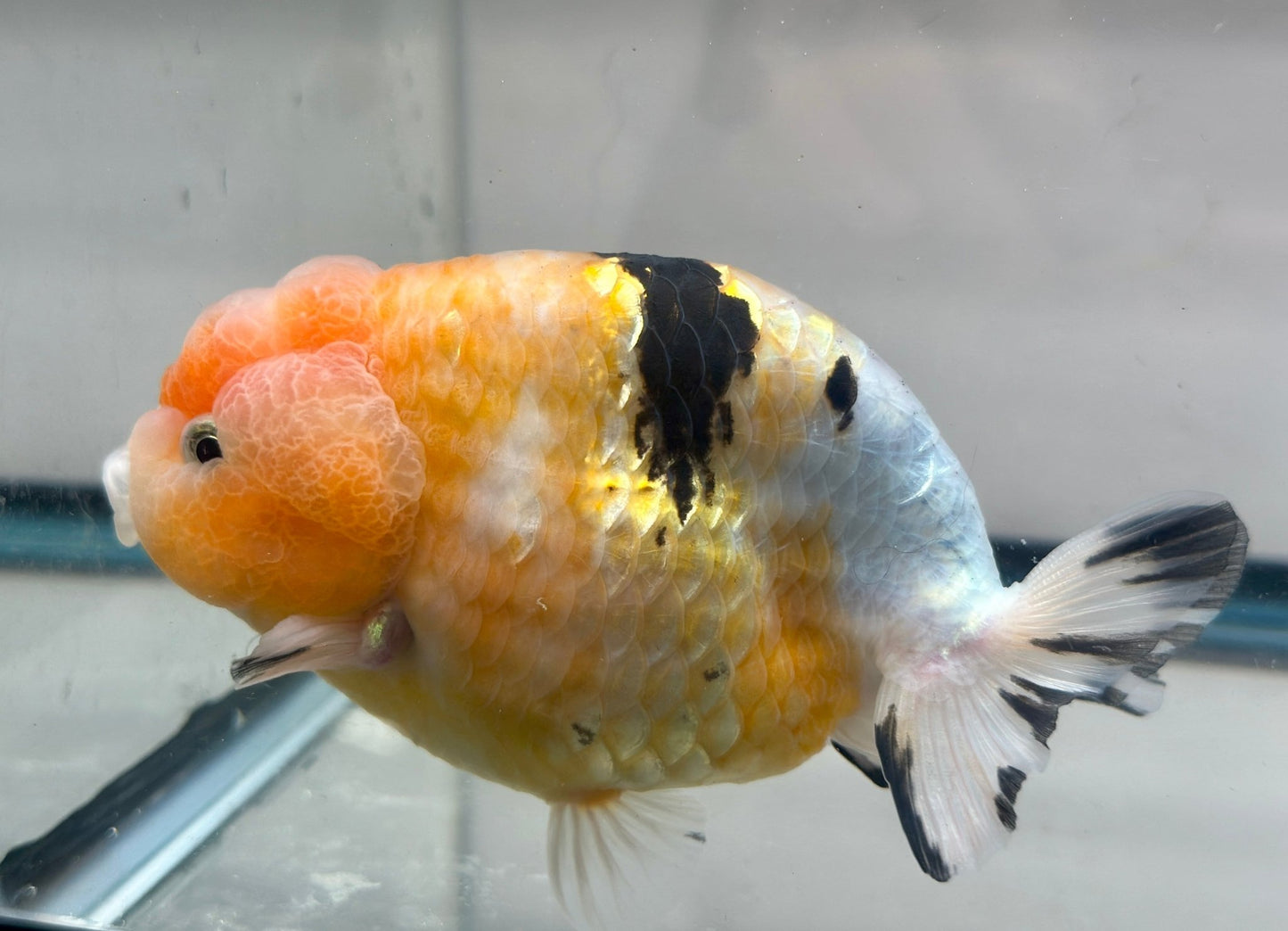 Pink & Gold Ranchu (M, 4.5'') - Lunar Fancies