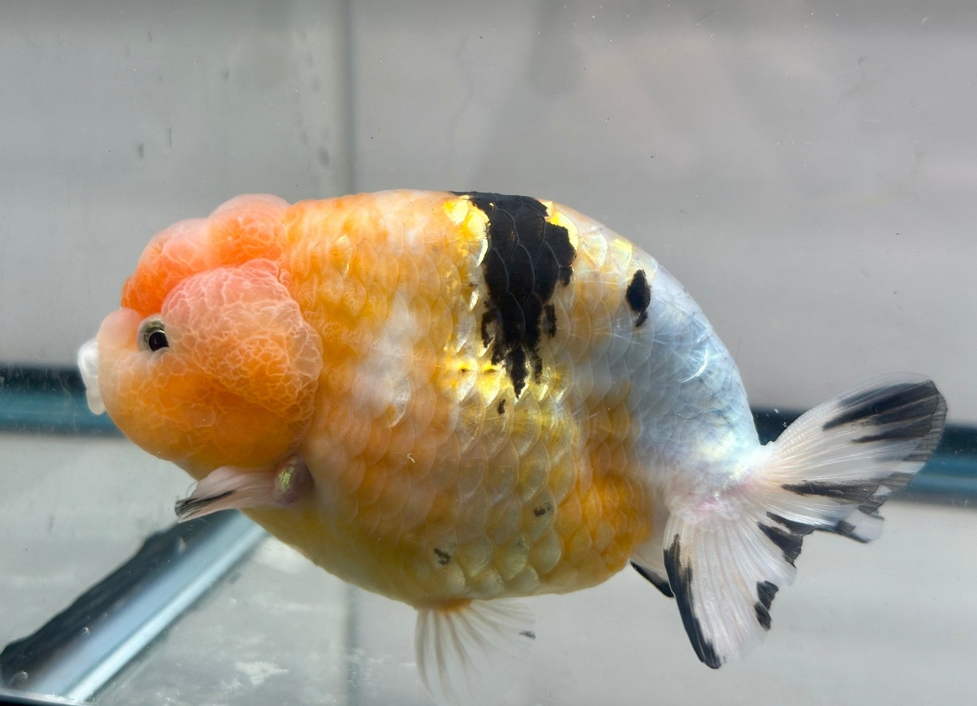 Pink & Gold Ranchu (M, 4.5'') - Lunar Fancies