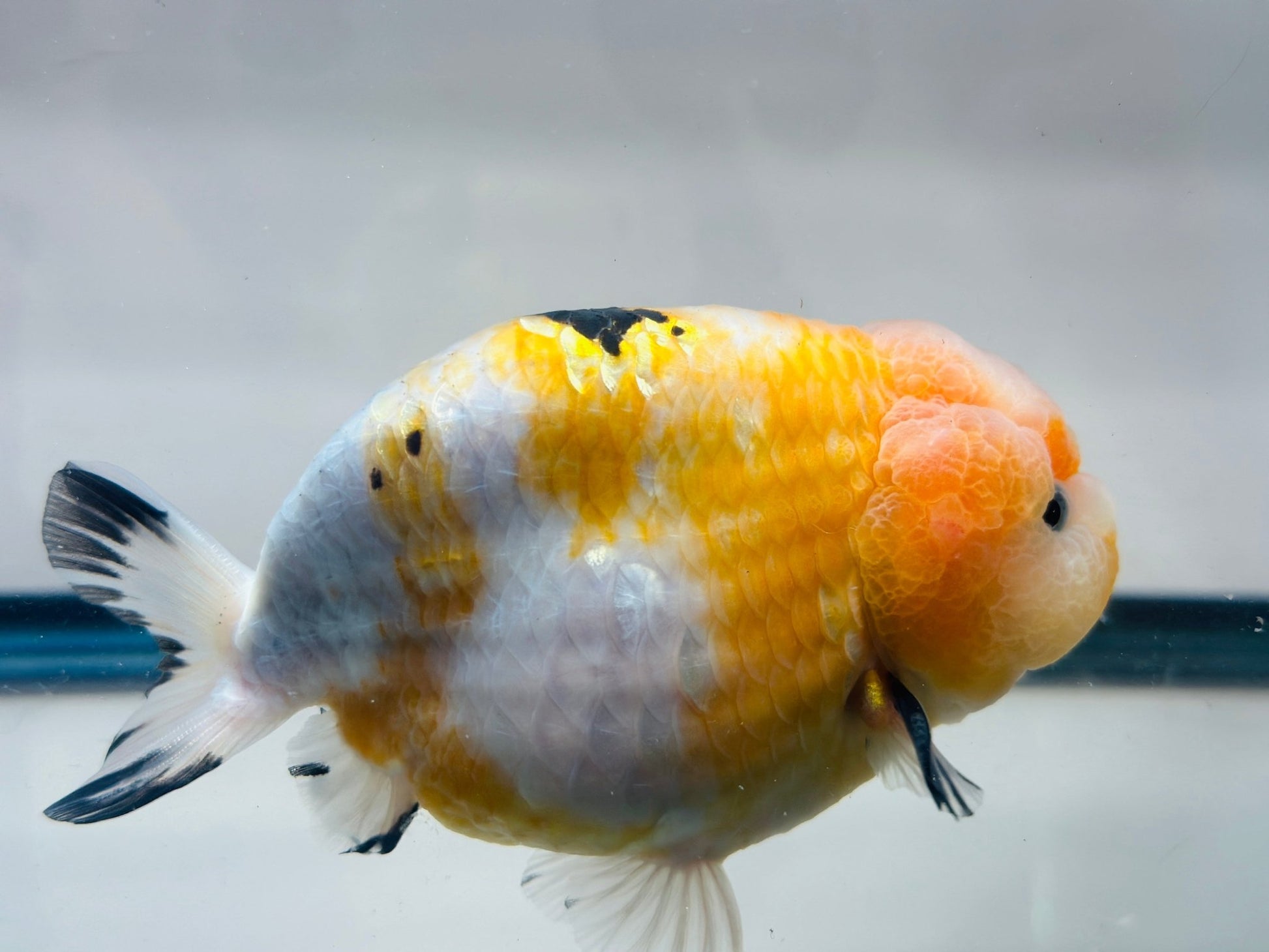 Pink & Gold Ranchu (M, 4.5'') - Lunar Fancies