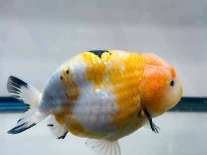 Pink & Gold Ranchu (M, 4.5'') - Lunar Fancies
