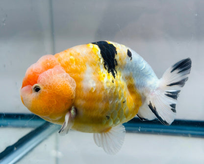 Pink & Gold Ranchu (M, 4.5'') - Lunar Fancies