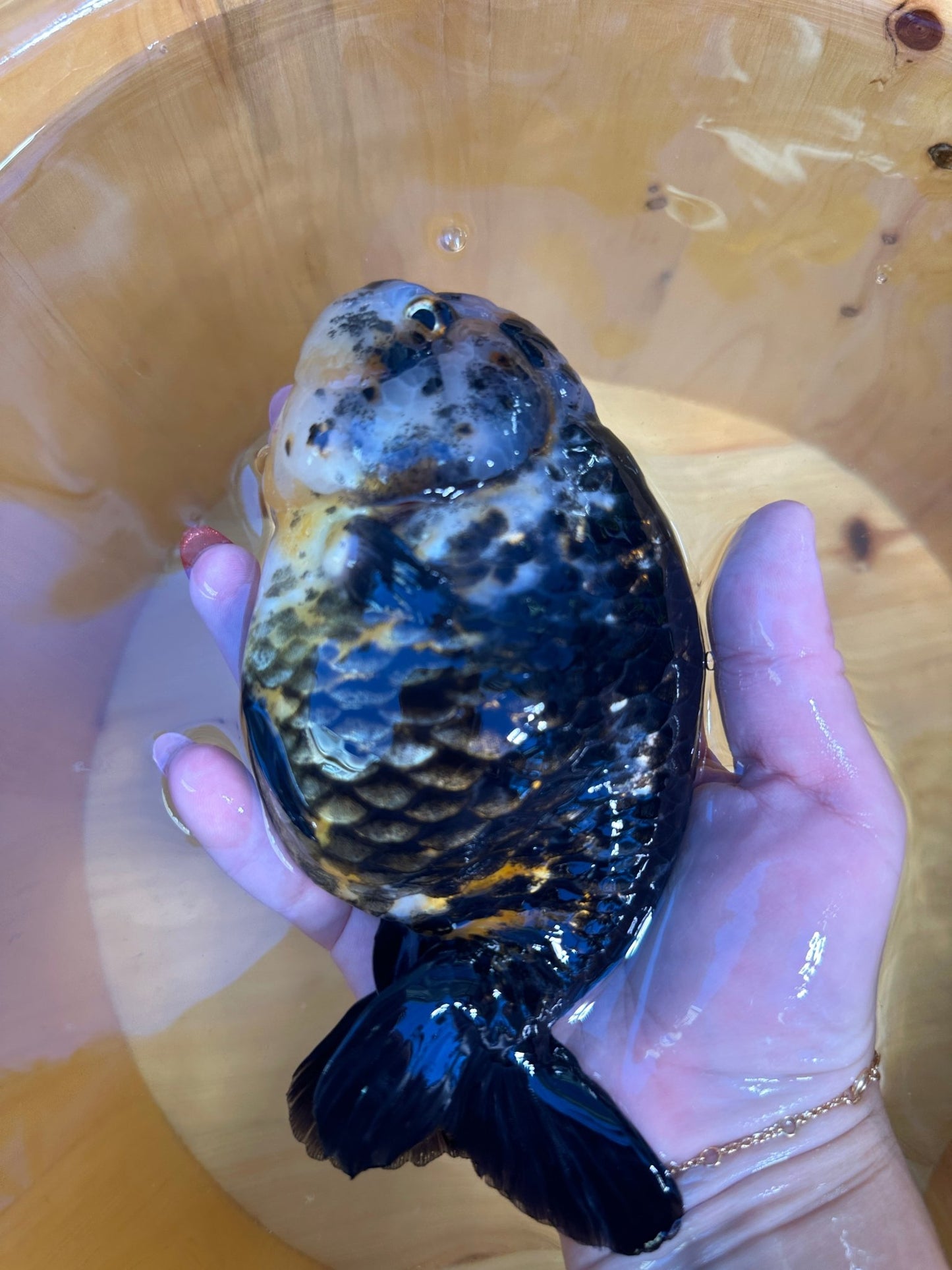 Premium Kirin Ranchu Goldfish | Male | 4.5 inch | Unique "Antique" Scales - Lunar Fancies