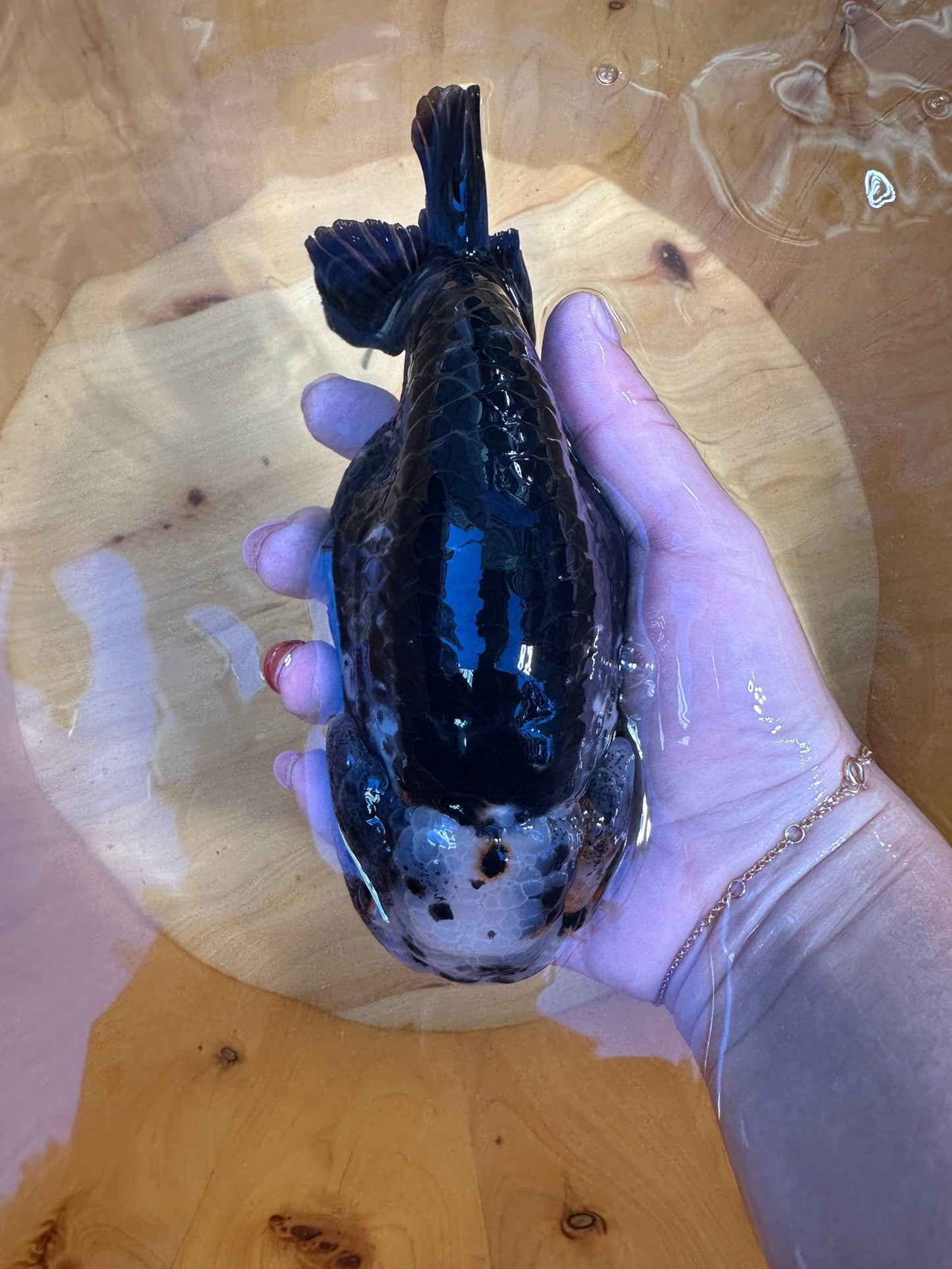 Premium Kirin Ranchu Goldfish | Male | 4.5 inch | Unique "Antique" Scales - Lunar Fancies