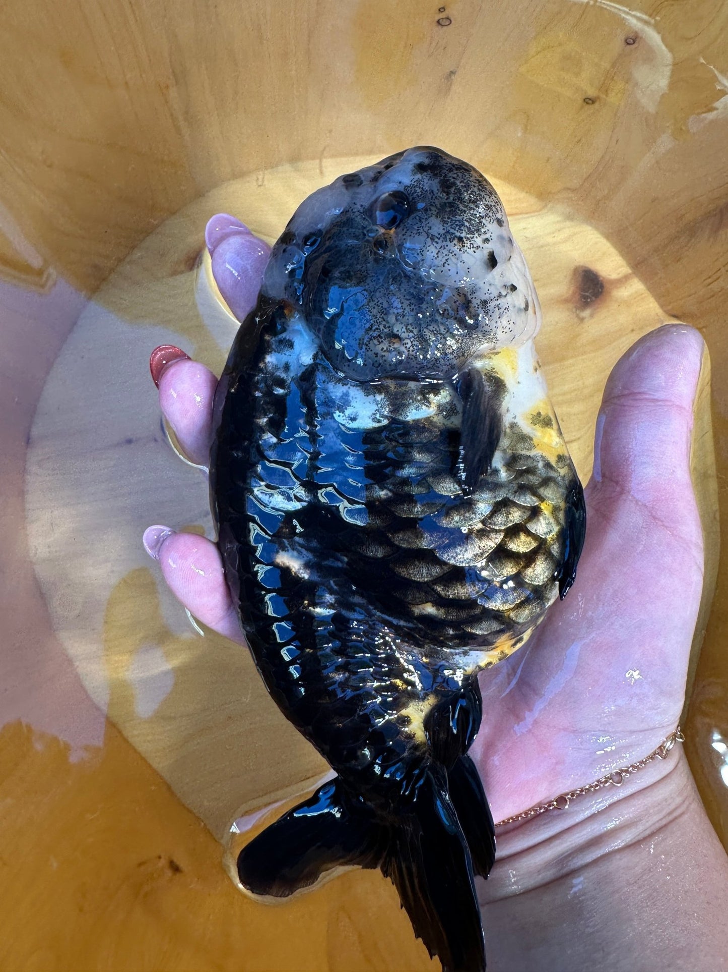 Premium Kirin Ranchu Goldfish | Male | 4.5 inch | Unique "Antique" Scales - Lunar Fancies