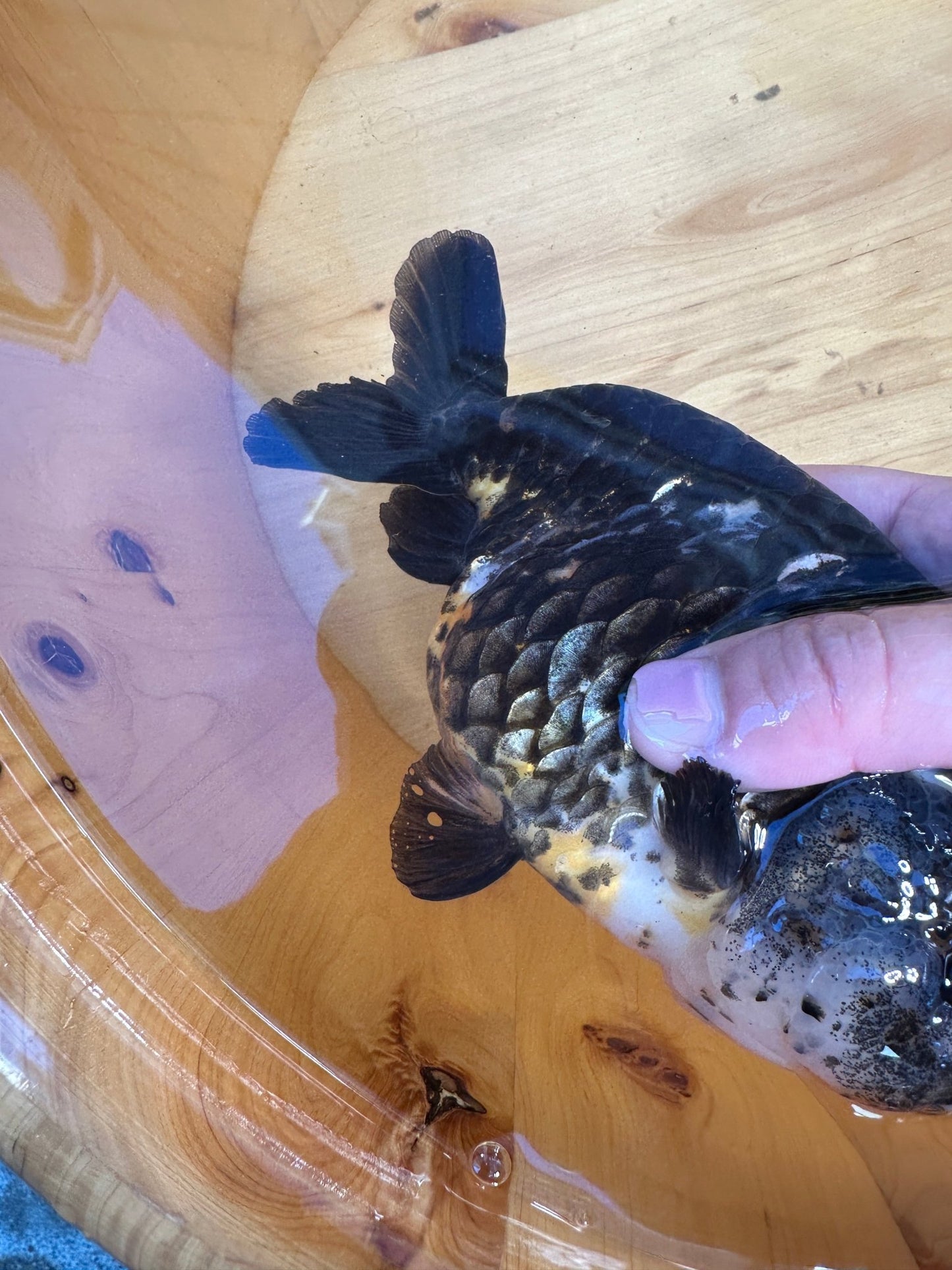 Premium Kirin Ranchu Goldfish | Male | 4.5 inch | Unique "Antique" Scales - Lunar Fancies