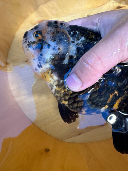 Premium Kirin Ranchu Goldfish | Male | 4.5 inch | Unique "Antique" Scales - Lunar Fancies