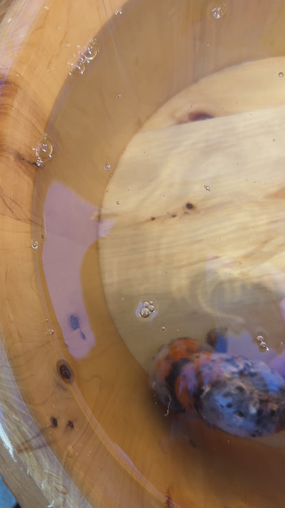 Male Tiger Pattern Calico Ranchu (5.5–6”) - Contact Me for Offers!