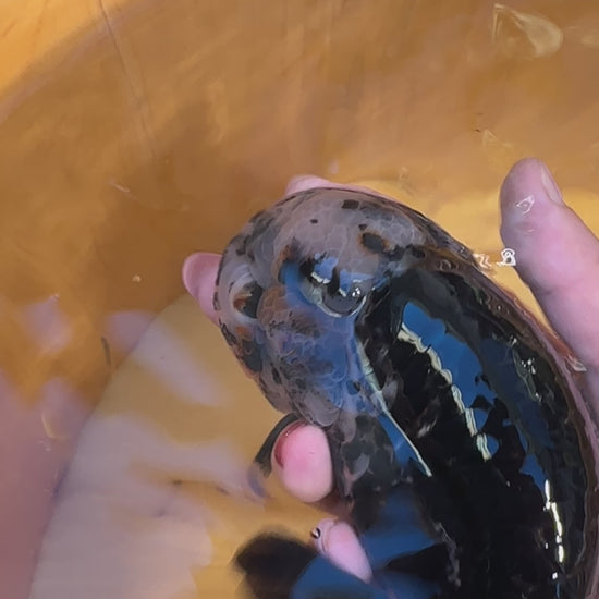 Top view video of Kirin Ranchu Goldfish with black and gold scales in a wooden tub