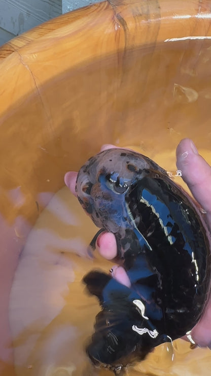 Top view video of Kirin Ranchu Goldfish with black and gold scales in a wooden tub