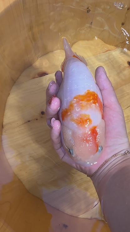 🐟 Female Sakura Ranchu (5–6”)