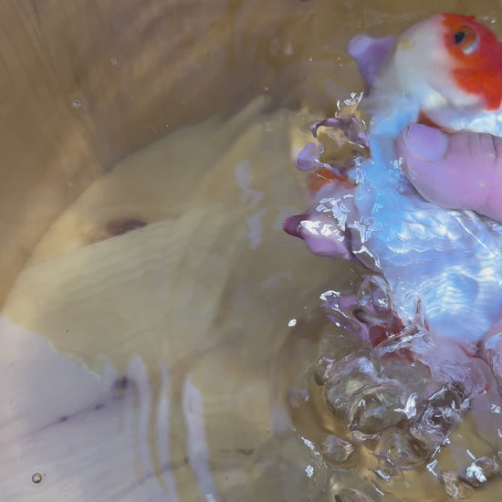 Active Red and White Metallic Ranchu goldfish swimming in the aquarium.