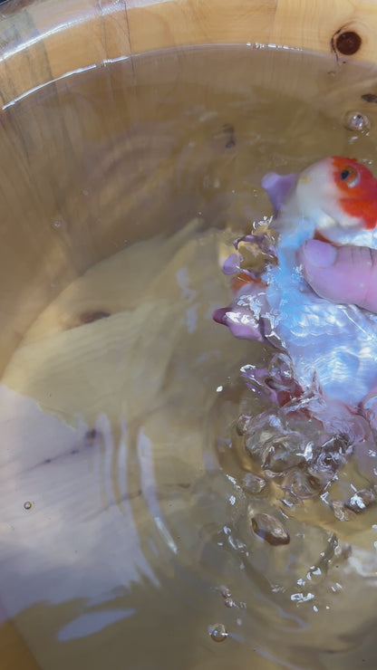 Active Red and White Metallic Ranchu goldfish swimming in the aquarium.