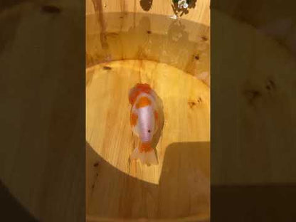 Red & White Ranchu - 4.5 inches