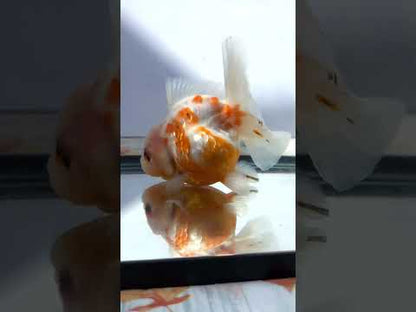 Red & White Oranda (F, 5.5'')