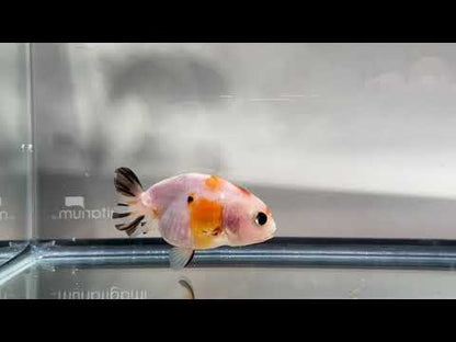 3" Calico Ranchu Goldfish – Calico M (Individual Fish)