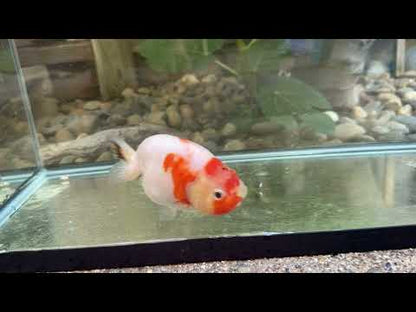 Sakura Ranchu - 4.5 inches in “Cherry Blossom”