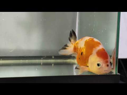 3" Red & White Ranchu Goldfish - Red&White A (Individual Fish)