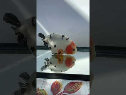 Panda Ranchu (M, 5.5'')
