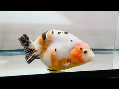 Tri-Color Ranchu (F, 5.5'')